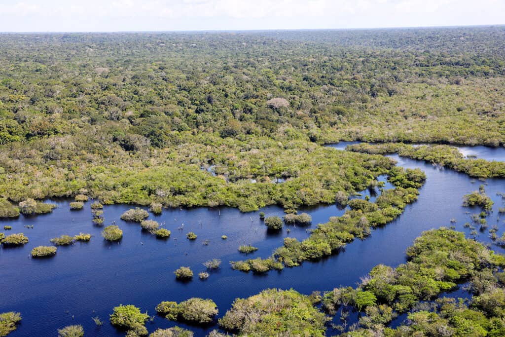 Instituto Ar - Respira Amazônia - Floresta